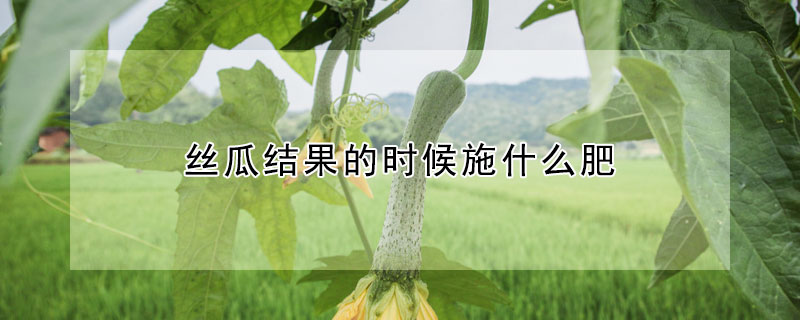 絲瓜結(jié)果的時(shí)候施什么肥