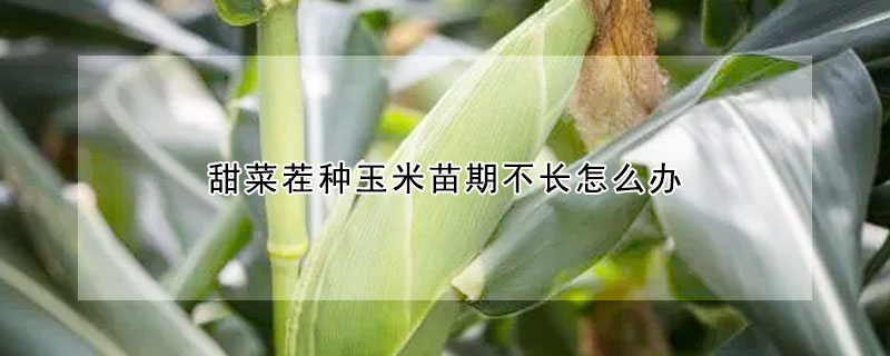 甜菜茬種玉米苗期不長怎么辦