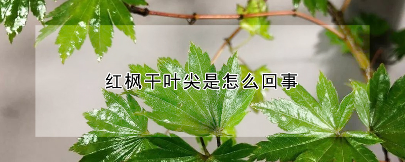 紅楓干葉尖是怎么回事