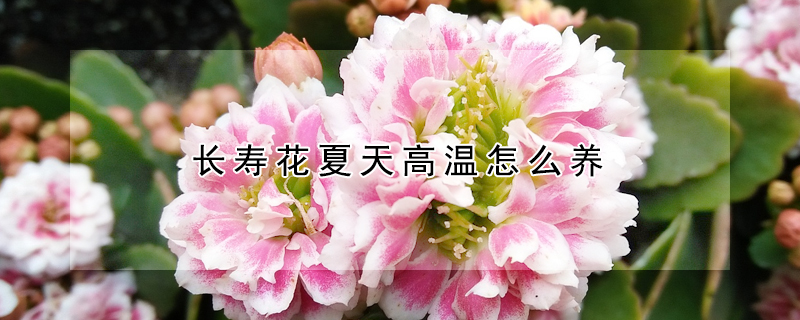 長(zhǎng)壽花夏天高溫怎么養(yǎng)