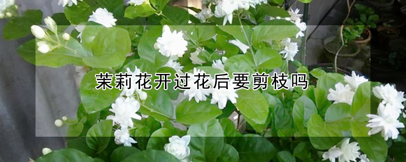 茉莉花開過花后要剪枝嗎