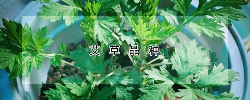 艾草品種