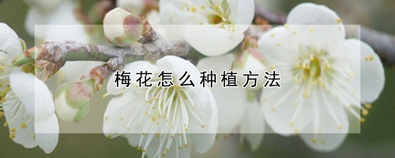 梅花怎么種植方法