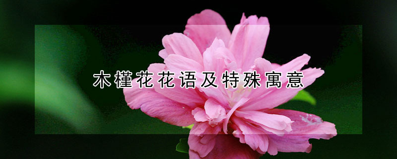 木槿花花語(yǔ)及特殊寓意