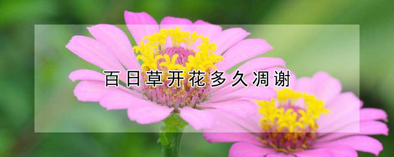 百日草開(kāi)花多久凋謝