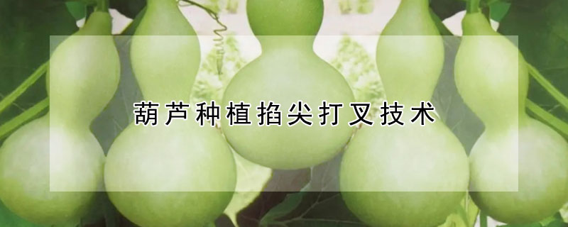 葫蘆種植掐尖打叉技術