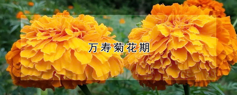 萬壽菊花期