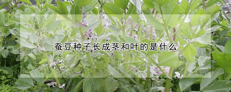 蠶豆種子長成莖和葉的是什么