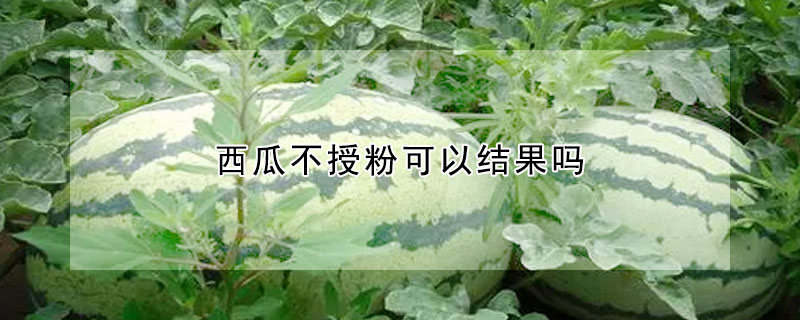 西瓜不授粉可以結果嗎