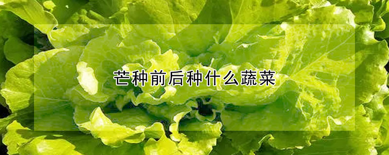 芒種前后種什么蔬菜