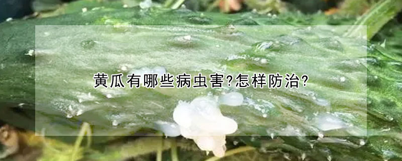 黃瓜有哪些病蟲害?怎樣防治?