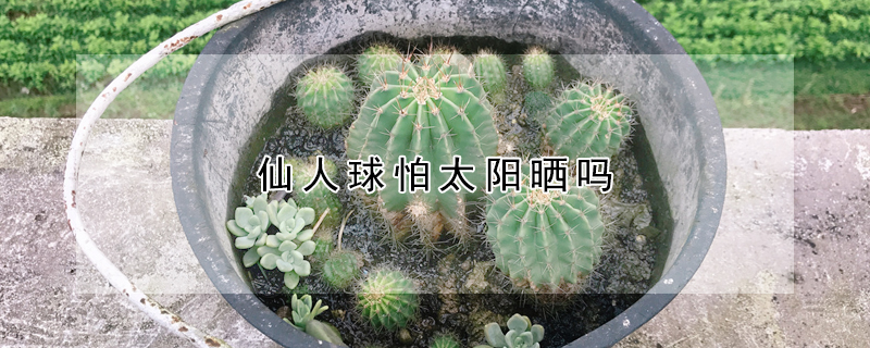 仙人球怕太陽曬嗎