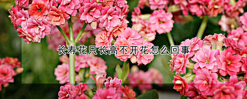 長(zhǎng)壽花只長(zhǎng)高不開(kāi)花怎么回事