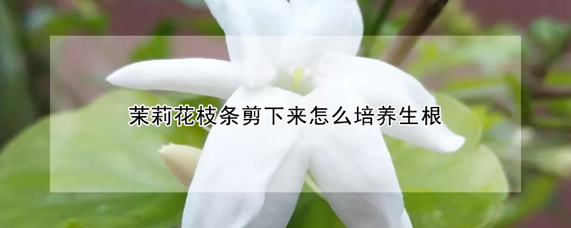 茉莉花枝條剪下來怎么培養(yǎng)生根