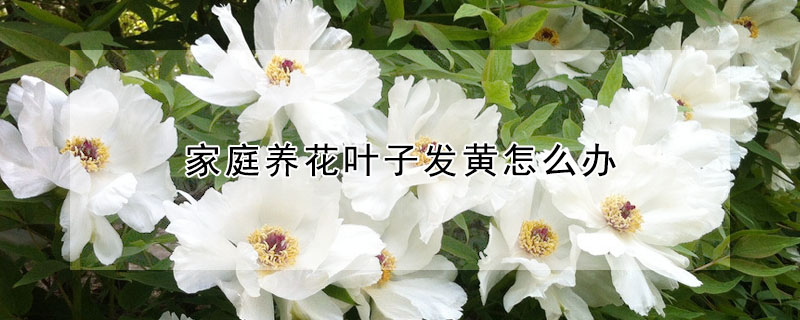 家庭養花葉子發黃怎么辦