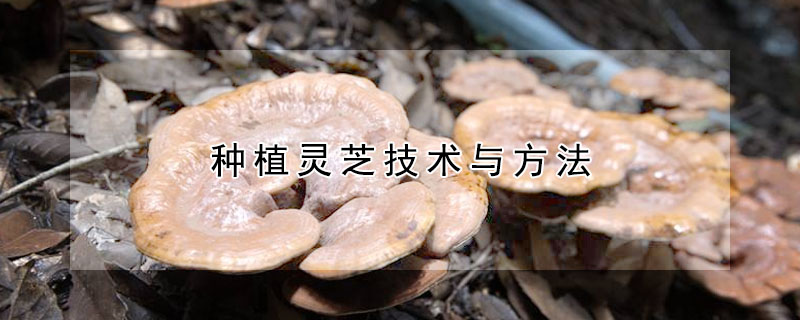 種植靈芝技術與方法