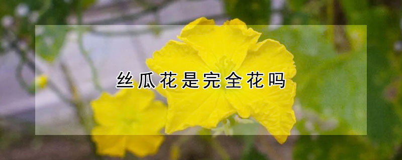 絲瓜花是完全花嗎