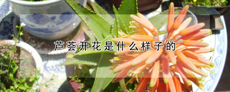 蘆薈開花是什么樣子的