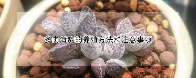 多肉海豹的養殖方法和注意事項