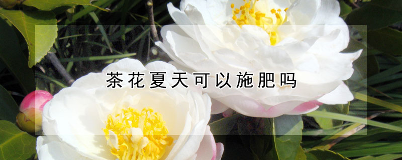 茶花夏天可以施肥嗎