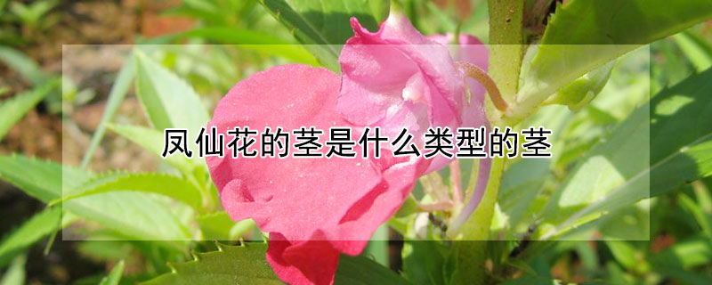 鳳仙花的莖是什么類型的莖