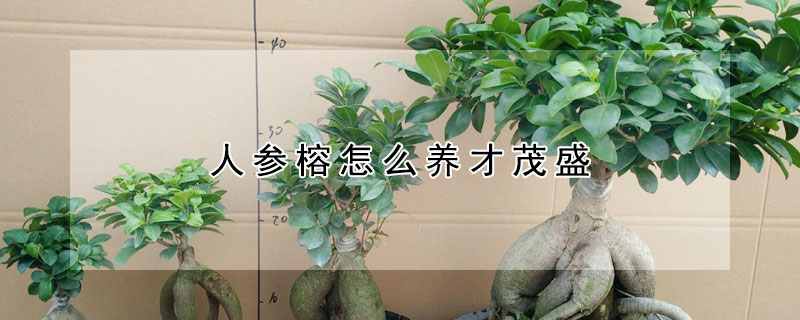 人參榕怎么養才茂盛