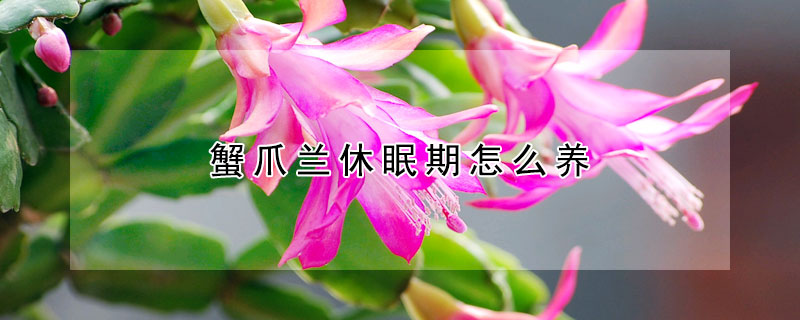 蟹爪蘭休眠期怎么養(yǎng)