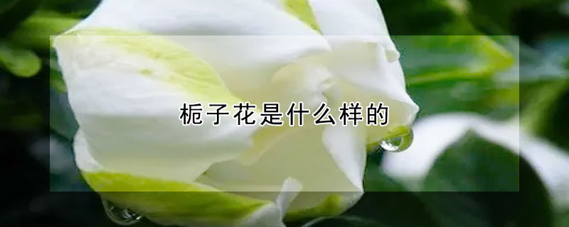 梔子花是什么樣的