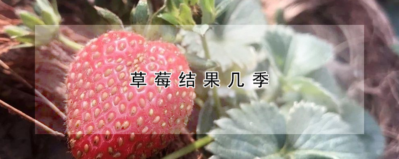 草莓結果幾季