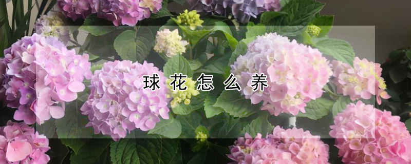 球花怎么養(yǎng)