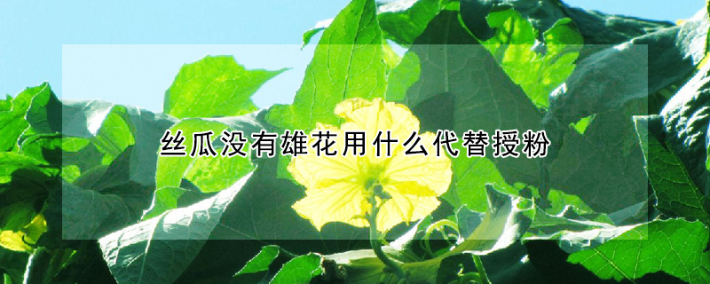 絲瓜沒有雄花用什么代替授粉