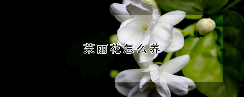 苿麗花怎么養(yǎng)