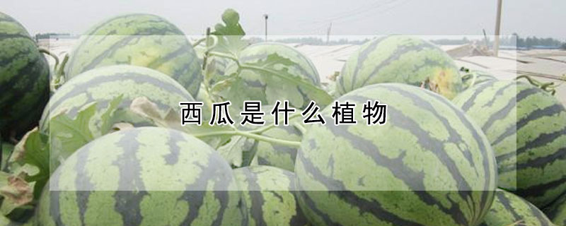 西瓜是什么植物