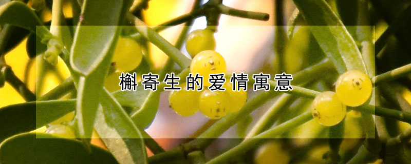 槲寄生的愛情寓意