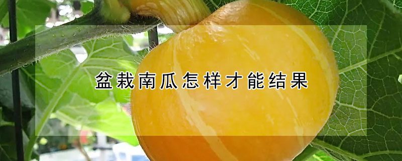 盆栽南瓜怎樣才能結(jié)果