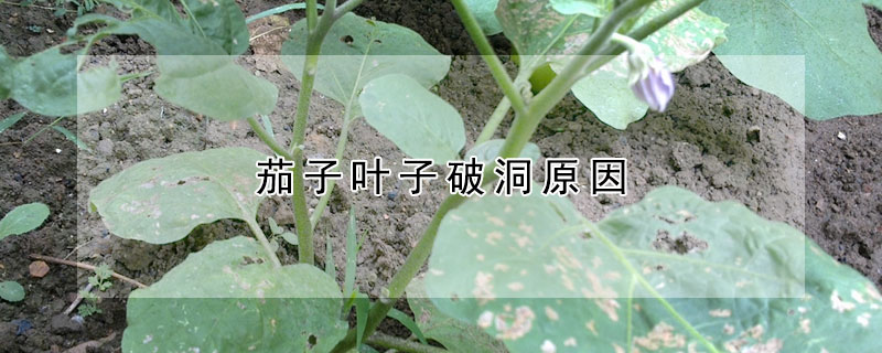 茄子葉子破洞原因