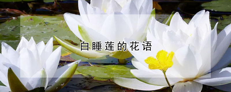 白睡蓮的花語(yǔ)