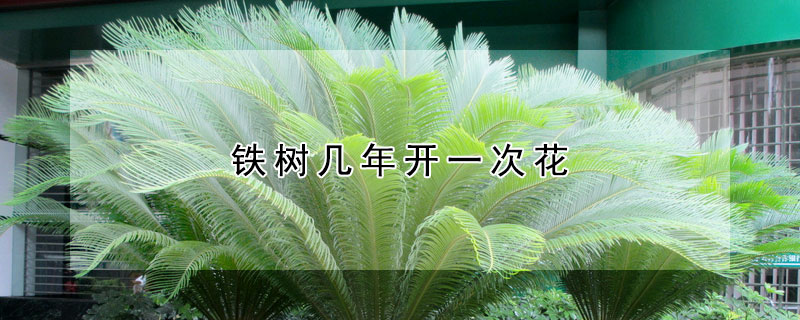 鐵樹幾年開一次花