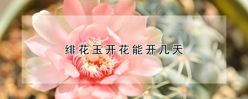 緋花玉開(kāi)花能開(kāi)幾天