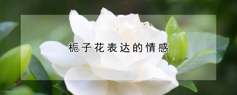 梔子花表達的情感