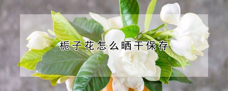 梔子花怎么曬干保存