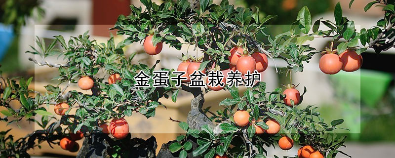 金蛋子盆栽養(yǎng)護(hù)