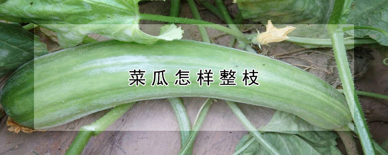 菜瓜怎樣整枝