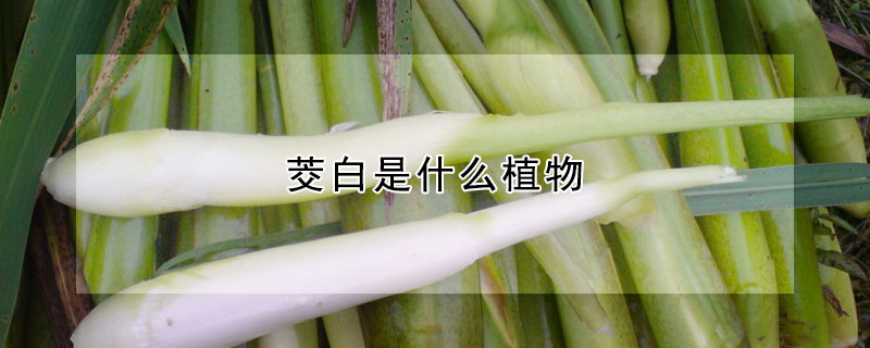 茭白是什么植物