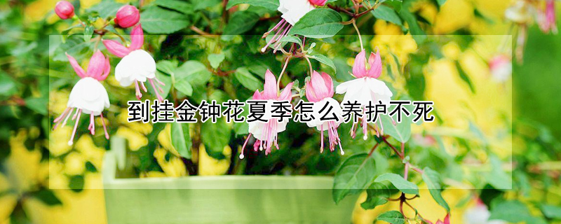 到掛金鐘花夏季怎么養(yǎng)護(hù)不死