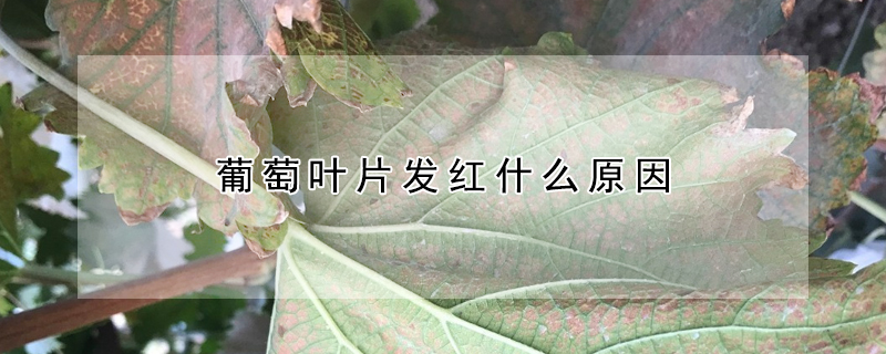 葡萄葉片發紅什么原因