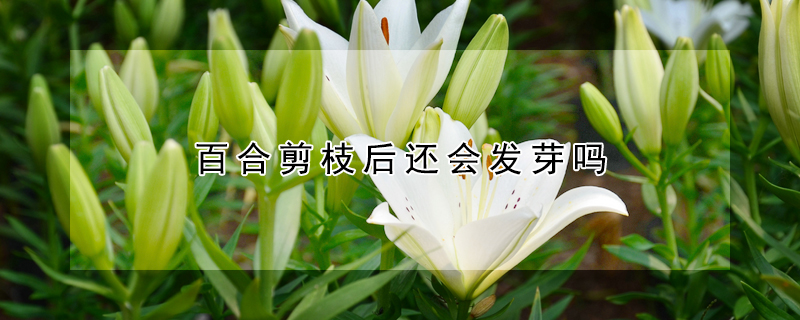 百合剪枝后還會發芽嗎