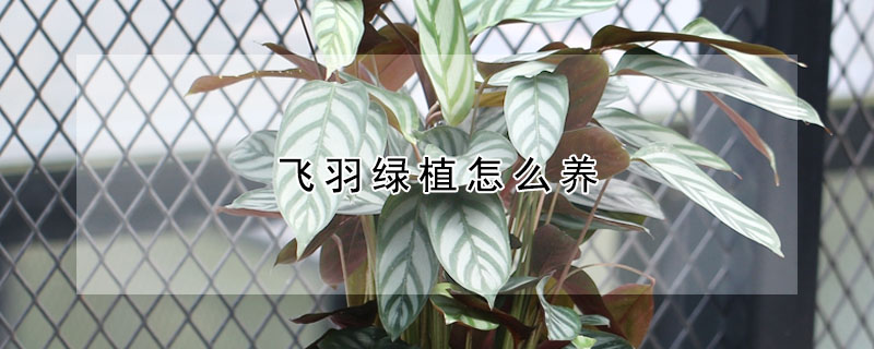 飛羽綠植怎么養(yǎng)