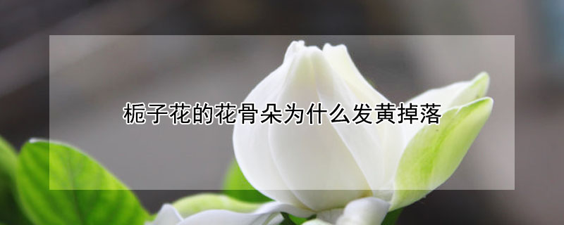 梔子花的花骨朵為什么發黃掉落