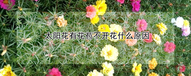 太陽花有花苞不開花什么原因